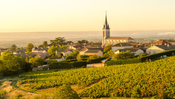 Un vignoble producteur de vins de qualité supérieure en appellation Saint-Amour