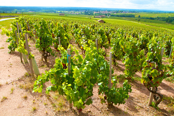 vigneron Chénas Chalon-sur-Saône